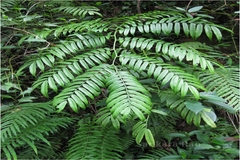 Angiopteris helferiana